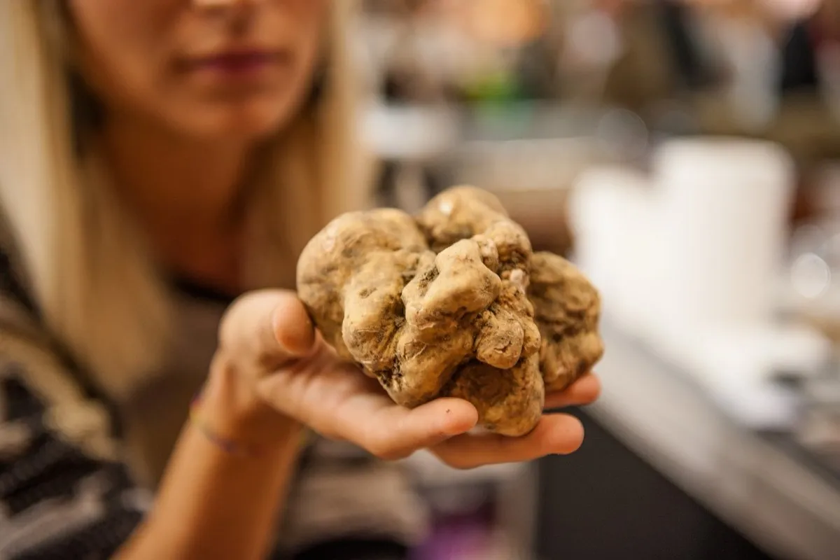 Il Tartufo Bianco d'Alba: l'oro sotterraneo delle Langhe